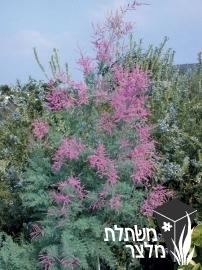 אשל - Tamarix