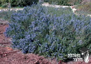 רוזמרין - Rosmarinus