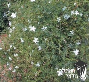 יסמין - Jasminum