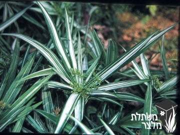 גומא - Cyperus