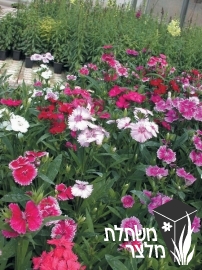 ציפורן - Dianthus