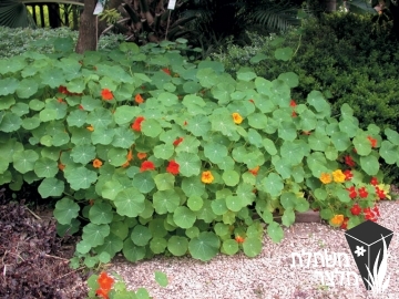 כובע-נזיר - Tropaeolum