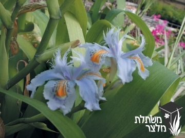 איריס / אירוס - Iris