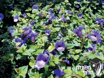 טורניה - Torenia