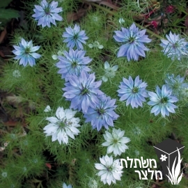 קצח - Nigella