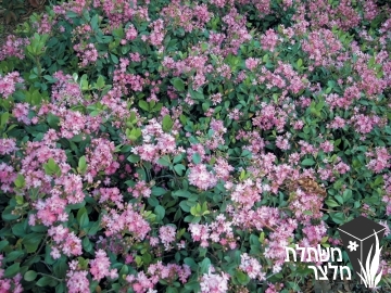 בן-עוזרר - Rhaphiolepis