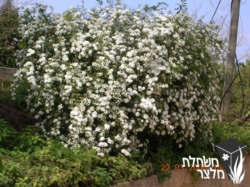 ספיראה - Spirea