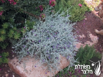 לבן-עלה (ליקופילום) - Leucophyllum