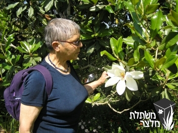 מגנוליה - 