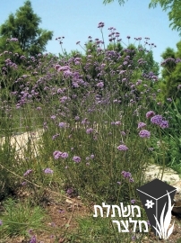 ורבנה - Verbena