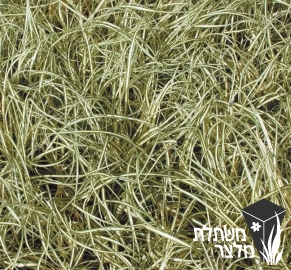 כריך - Carex