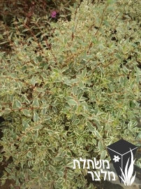 אבליה - Abelia