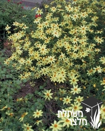 קוראופסיס - Coreopsis