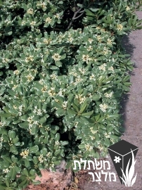 פיטוספורום - Pittospormum