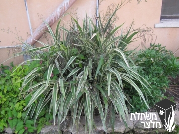 דיאנלה - Dianella