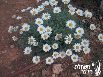 רודנתמום  - Rhodanthemum