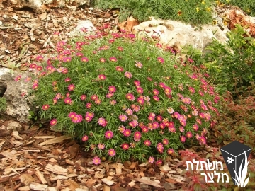 חרצית - Chrysanthemum