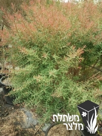 מללויקה - Melaleuca