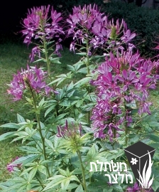 באשן - Cleome