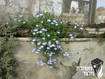 לובליה - Lobelia
