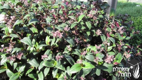 יהודי- נודד - Tradescantia