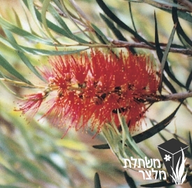 קליסטמון - Callistemon