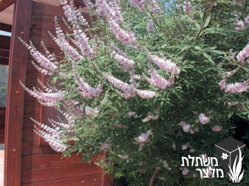 שיח-אברהם - Vitex