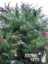 בודליית - Buddleja 