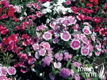 ציפורן - Dianthus