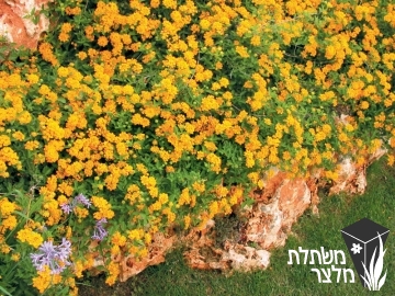 לנטנה - Lantana