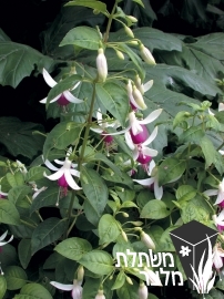 פוקסיית - Fuchsia