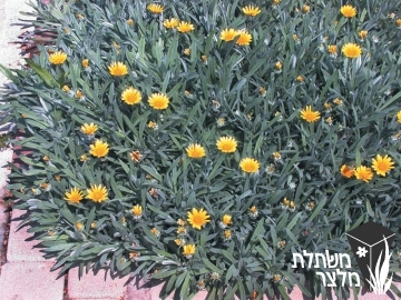 גזניה - Gazania