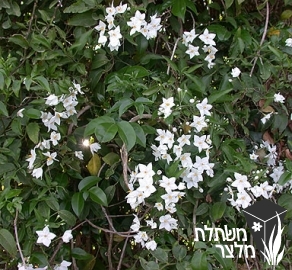 סולנום - Solanum