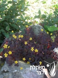 חמציץ - Oxalis