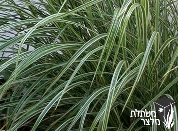 מיסקנתוס - Miscanthus