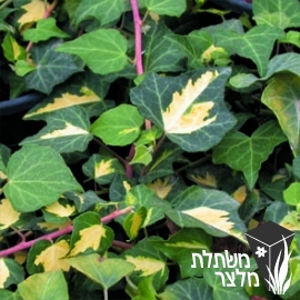 קיסוס - Hedera