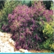 בודליית - Buddleja