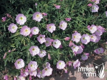 נר-לילה - Oenothera