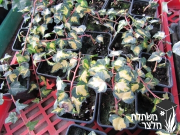 קיסוס - Hedera