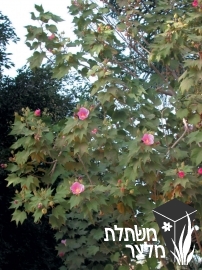 היביסקוס - Hibiscus