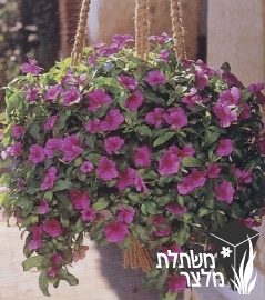 קתרנתוס - Catharanthus