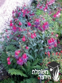 פוקסיית - Fuchsia