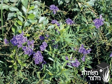 דורנטה - Duranta