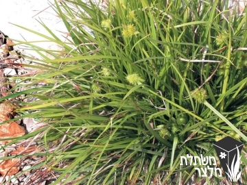 כריך - Carex