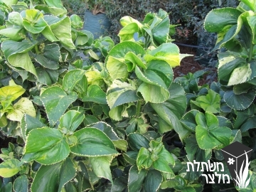 אקליפה - Acalypha