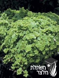 צורית - Sedum