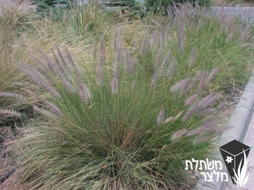 זיף-נוצה - Pennisetum