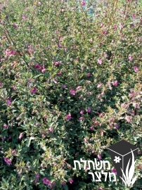 שנויית - Anisodontea