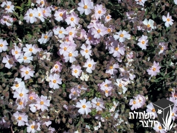 לוטם - Cistus