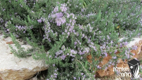 רוזמרין - Rosmarinus